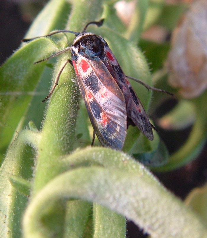 Bruco di Calophasia e Zygaena occitanica